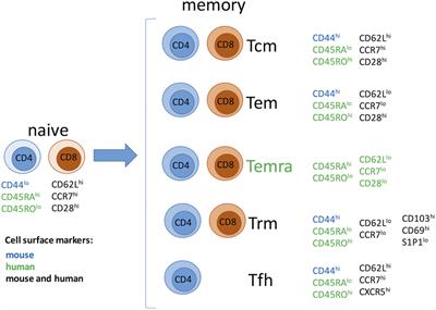 Role of Memory T Cells in Allograft Rejection and Tolerance